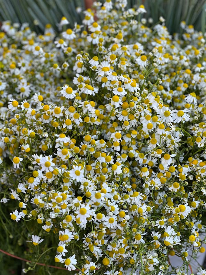 A lush bouquet of chamomile flowers with white petals and yellow centers in full bloom.